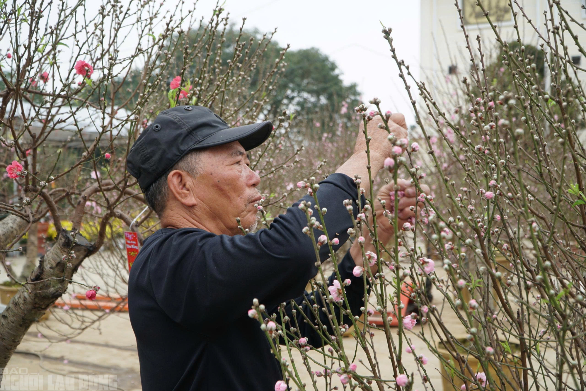 Đào nở thắm phố phường, tiểu thương đành phải chặt bỏ cây không kịp vào Tết - Ảnh 12