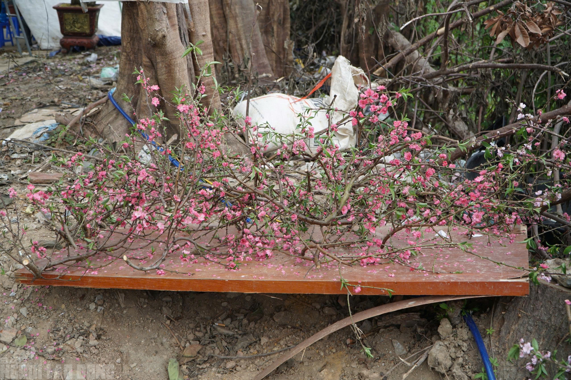 Đào nở thắm phố phường, tiểu thương đành phải chặt bỏ cây không kịp vào Tết - Ảnh 13
