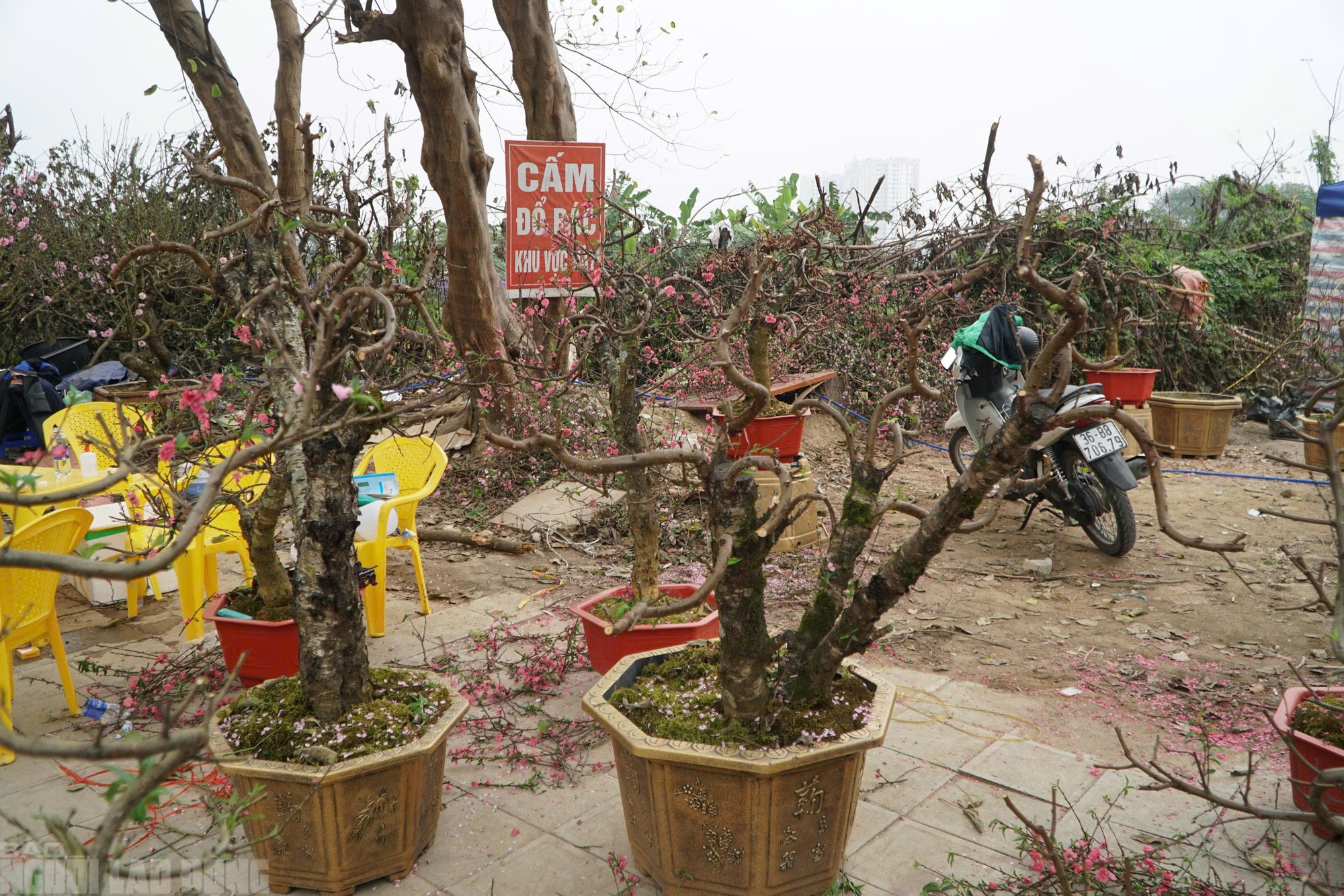 Đào nở thắm phố phường, tiểu thương đành phải chặt bỏ cây không kịp vào Tết - Ảnh 14