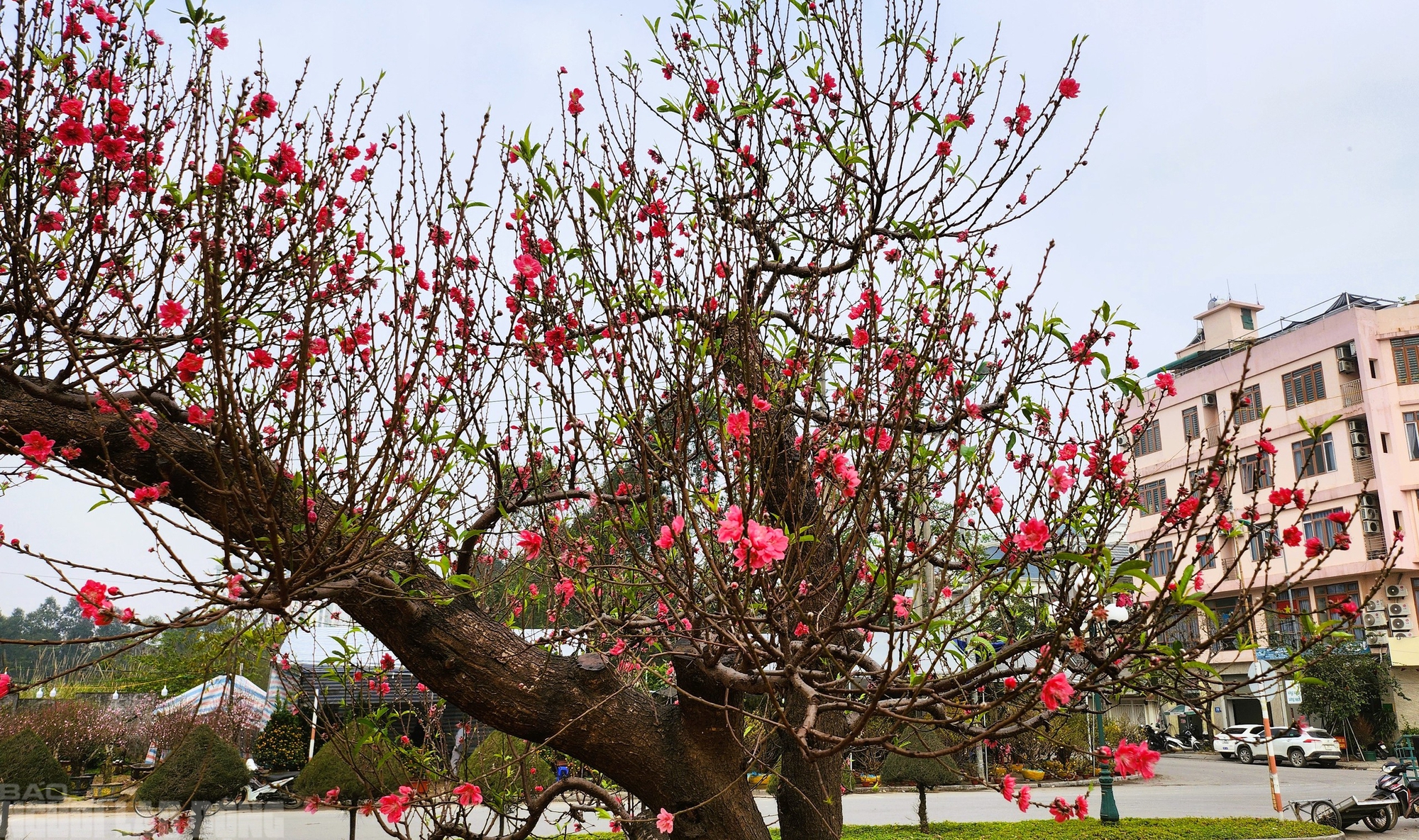 Đào nở thắm phố phường, tiểu thương đành phải chặt bỏ cây không kịp vào Tết - Ảnh 16