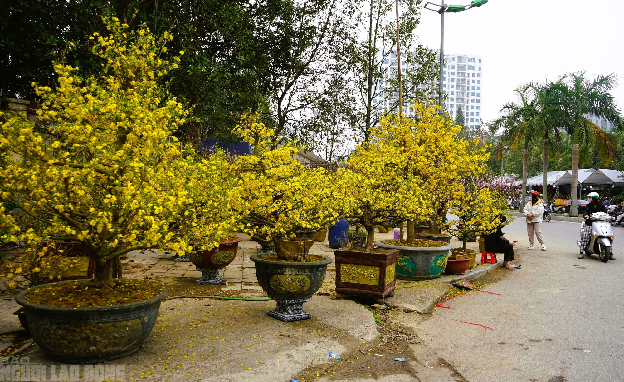 Đào nở thắm phố phường, tiểu thương đành phải chặt bỏ cây không kịp vào Tết - Ảnh 17