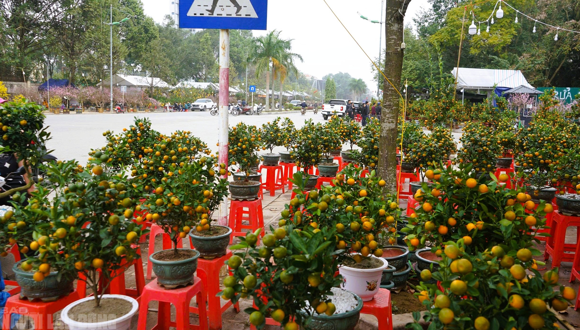 Đào nở thắm phố phường, tiểu thương đành phải chặt bỏ cây không kịp vào Tết - Ảnh 18