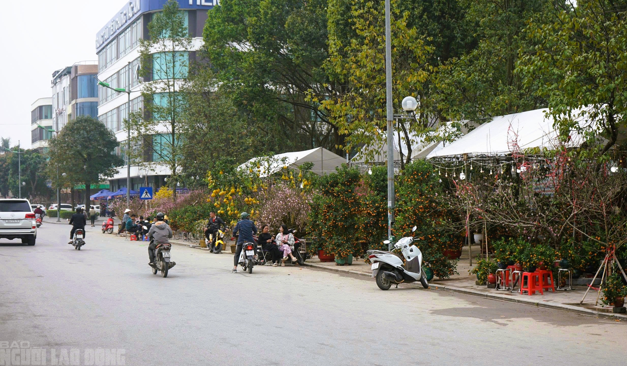 Đào nở thắm phố phường, tiểu thương đành phải chặt bỏ cây không kịp vào Tết - Ảnh 19