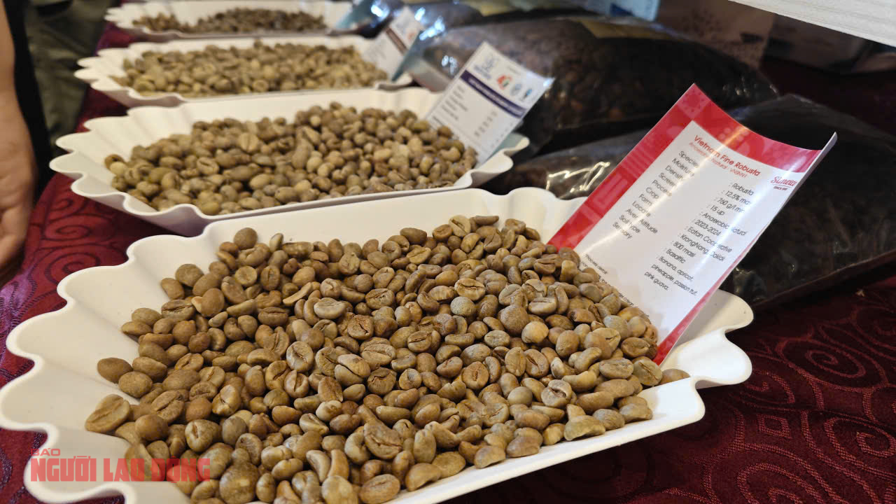 Giá cà phê hôm nay 25-2: Quay đầu tăng mạnh, chưa đến lúc lo thừa cung - Ảnh 1