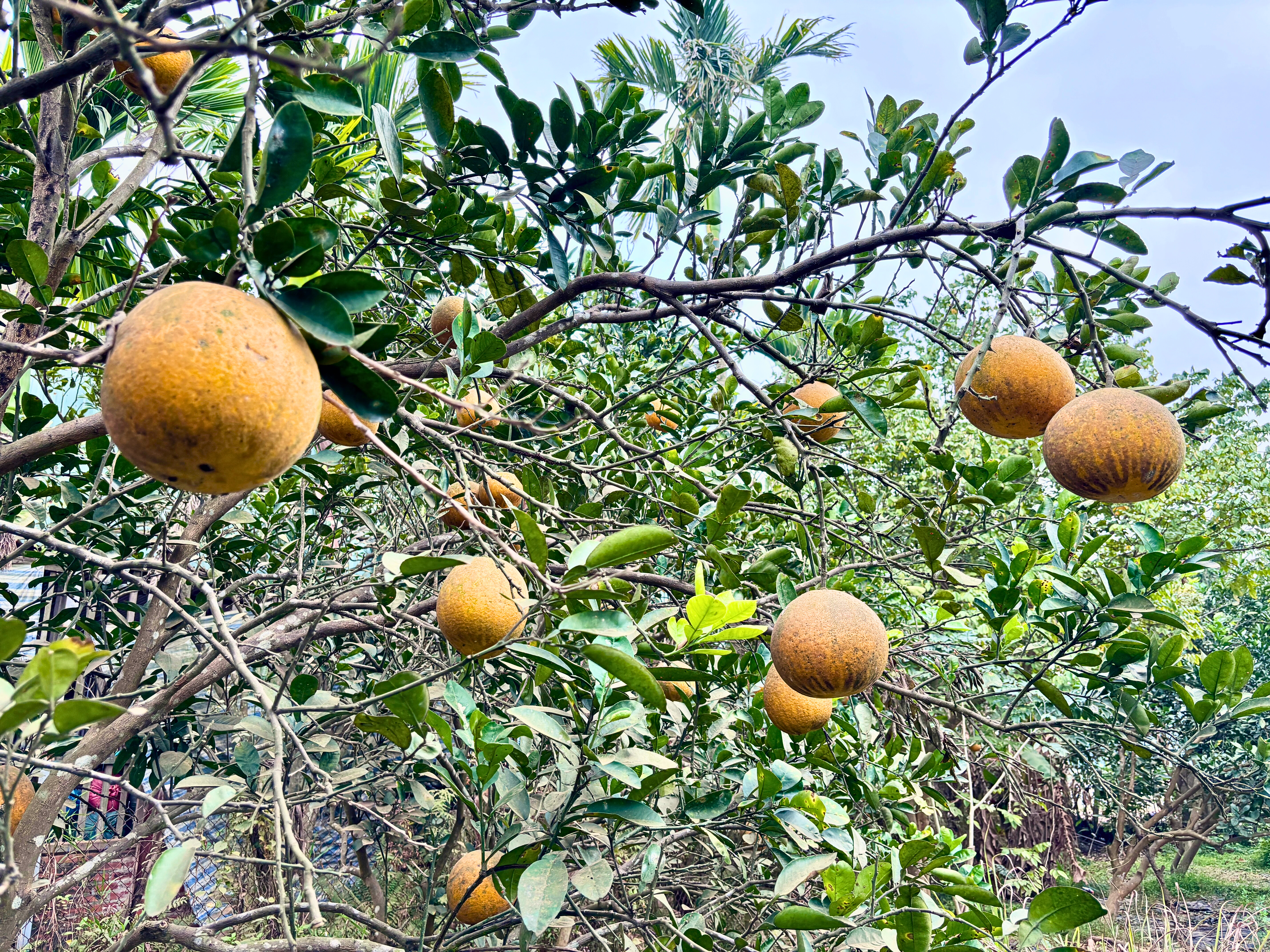 Vườn bưởi Diễn hối hả thu hoạch chuẩn bị Tết Nguyên đán - Ảnh 4