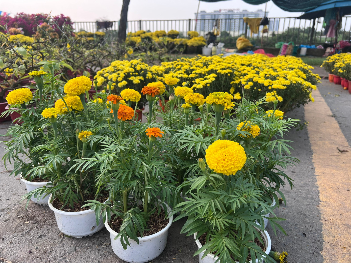 Giá rẻ khó tin: Hoa Tết chỉ 20.000 đồng/chậu ở TPHCM - Ảnh 17