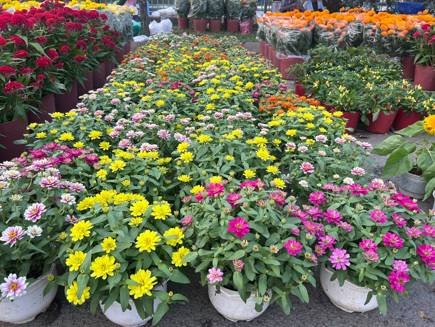 Giá rẻ khó tin: Hoa Tết chỉ 20.000 đồng/chậu ở TPHCM - Ảnh 18