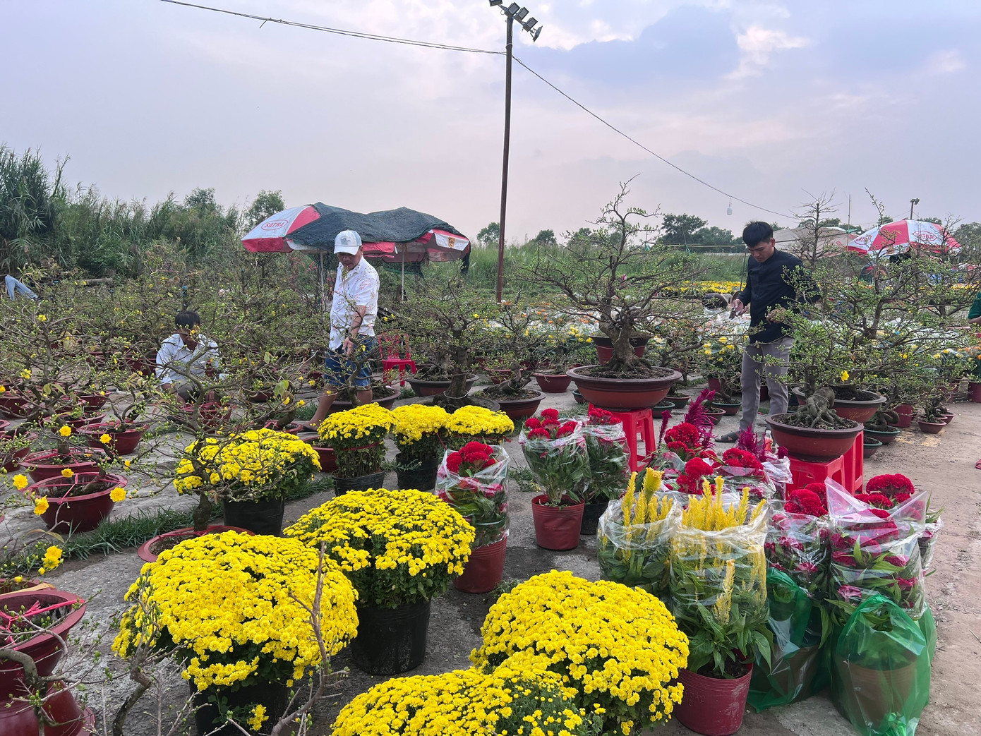 Giá rẻ khó tin: Hoa Tết chỉ 20.000 đồng/chậu ở TPHCM - Ảnh 1