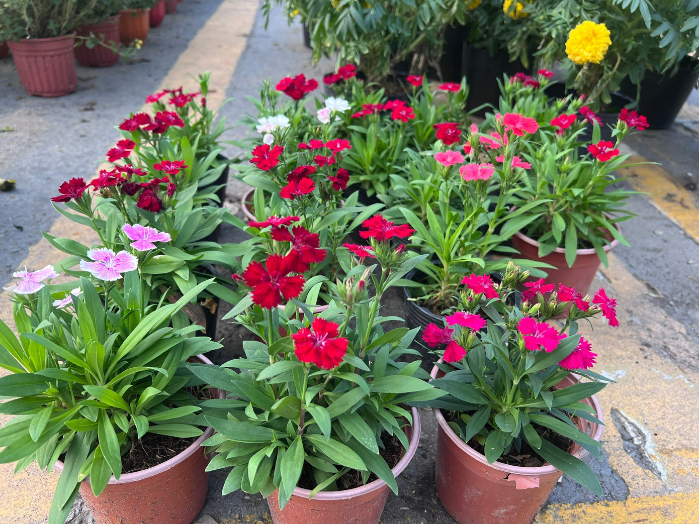 Giá rẻ khó tin: Hoa Tết chỉ 20.000 đồng/chậu ở TPHCM - Ảnh 15