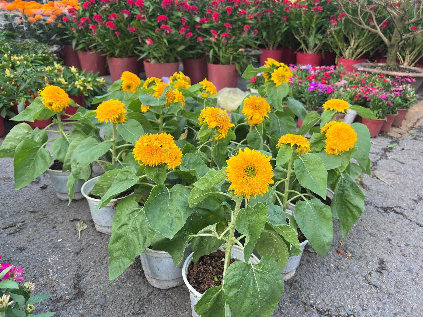 Giá rẻ khó tin: Hoa Tết chỉ 20.000 đồng/chậu ở TPHCM - Ảnh 16