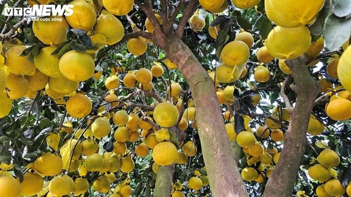 Những thú chơi xa xỉ ngày Tết của đại gia Việt - Ảnh 2