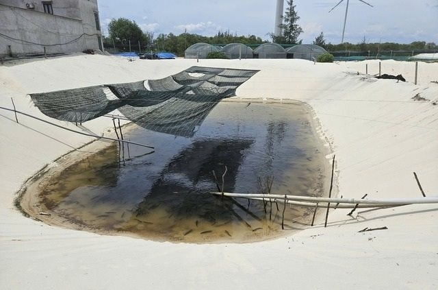 Anh nông dân biến cát trắng thành 'mỏ vàng' thu lãi 3 tỷ mỗi năm từ loài cá hiền lành ham ăn - Ảnh 1