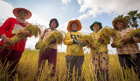 Một mặt hàng 300.000 tấn của Campuchia nhận tin vui lớn từ Việt Nam - Ảnh 1