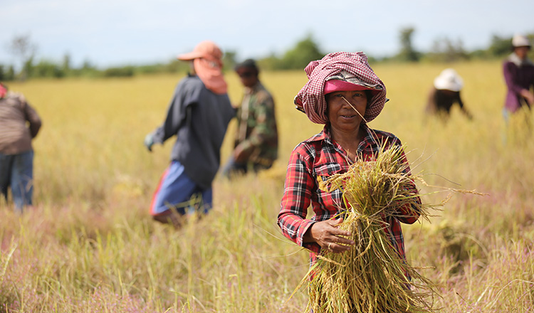 Một mặt hàng 300.000 tấn của Campuchia nhận tin vui lớn từ Việt Nam - Ảnh 2