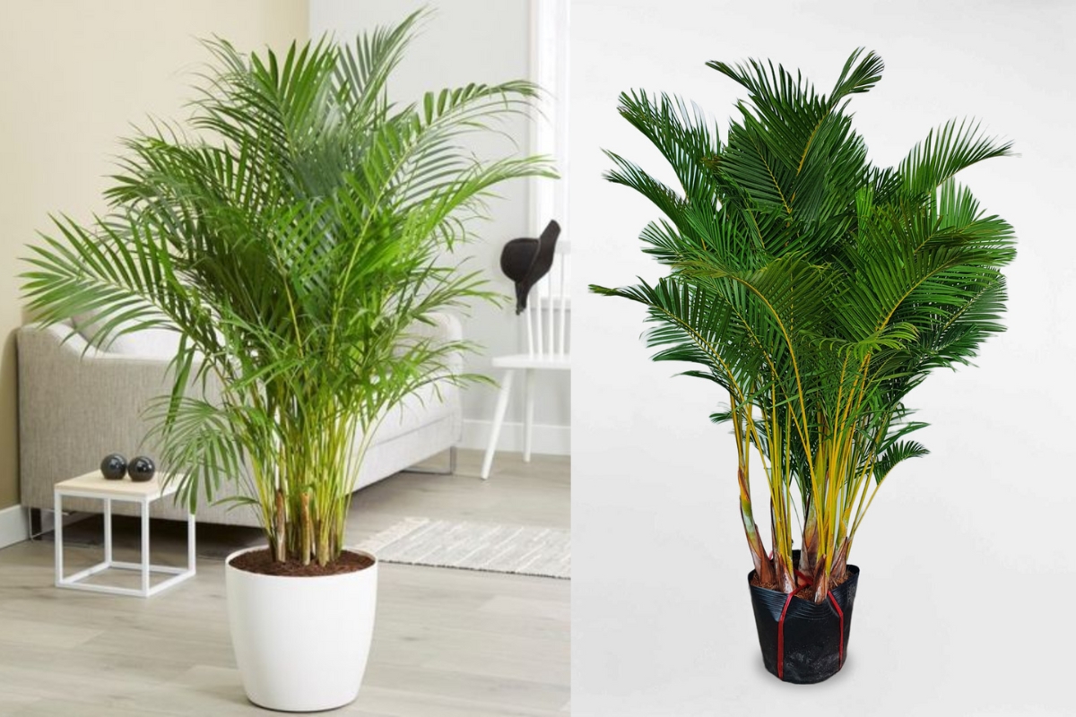 3 loại cây nên trồng trước cổng nhà năm Bính Ngọ để đón tài lộc, vượng khí - Ảnh 1