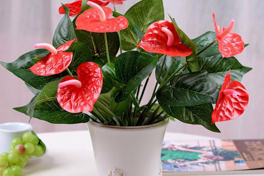 3 loại cây 'giữ của', 'hút' tài lộc nên trồng trong năm Bính Ngọ - Ảnh 1