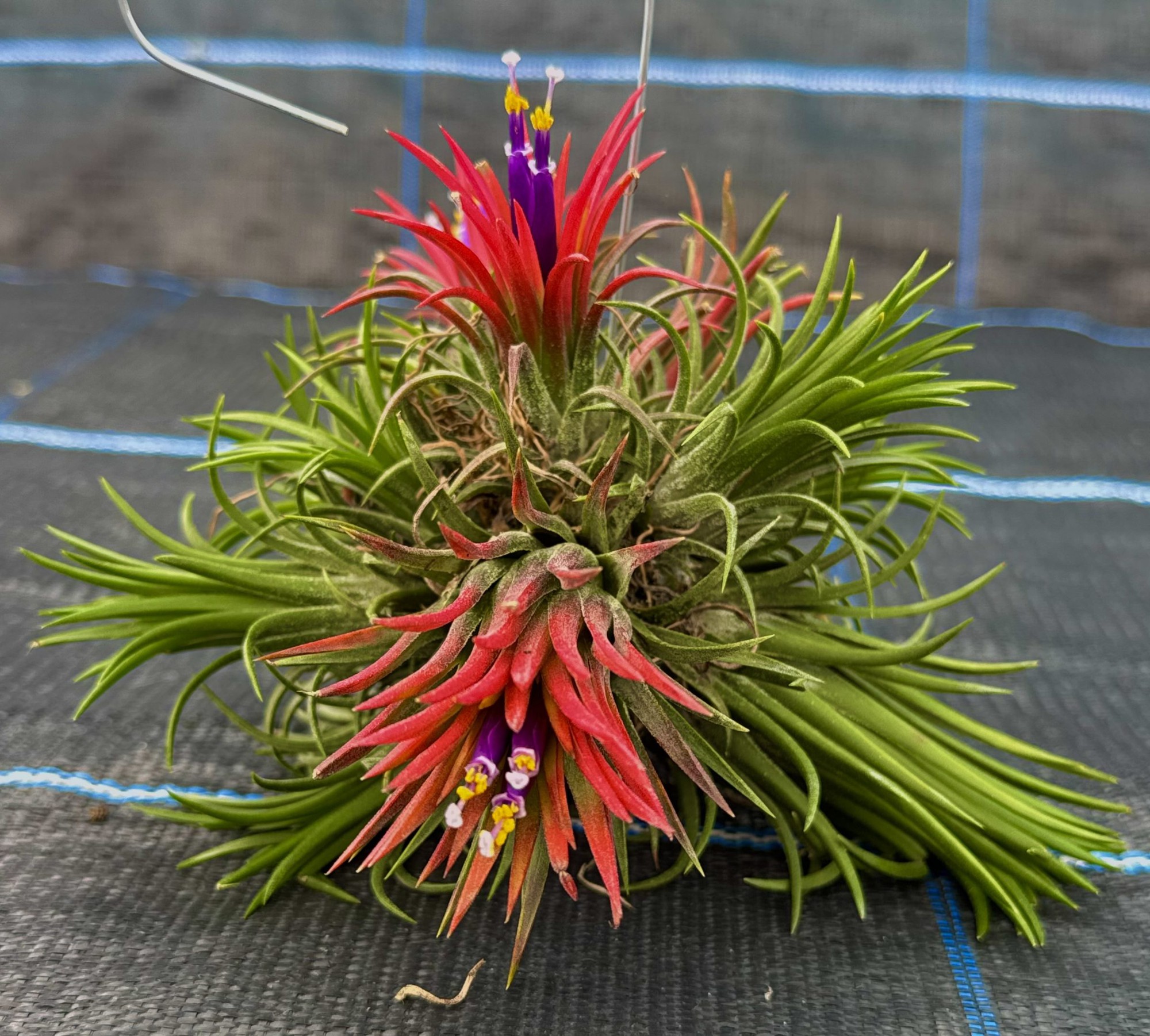 7 loại cây hút ẩm, ngăn nấm mốc nên trồng trong nhà ngay bây giờ - Ảnh 1