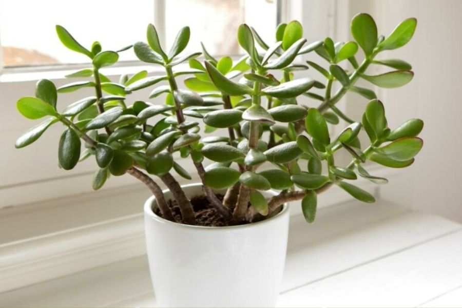 3 loại cây 'giữ của', 'hút' tài lộc nên trồng trong năm Bính Ngọ - Ảnh 2