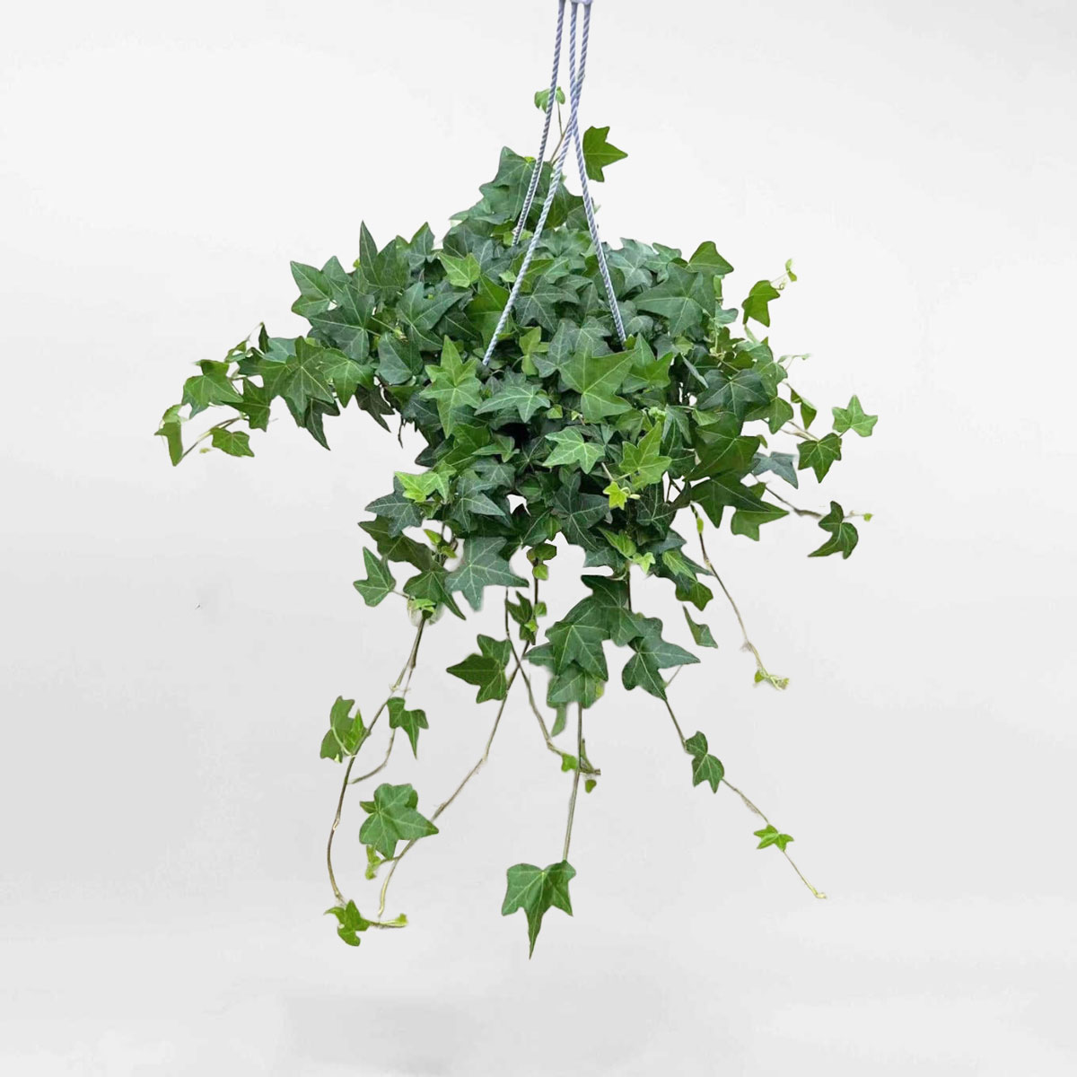 7 loại cây hút ẩm, ngăn nấm mốc nên trồng trong nhà ngay bây giờ - Ảnh 3