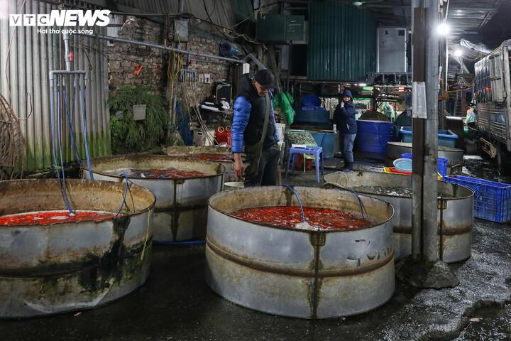 Giá cá chép tiễn ông Công ông Táo giảm, chợ lớn nhất Hà Nội vẫn vắng khách mua - Ảnh 4