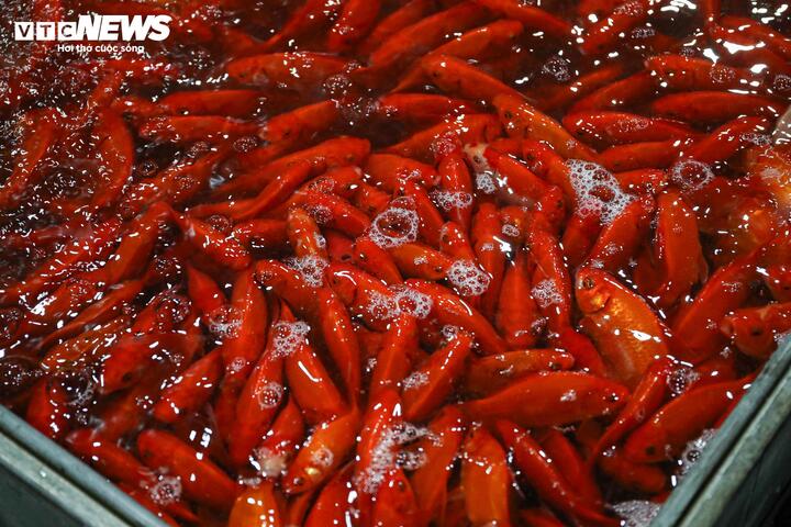 Giá cá chép tiễn ông Công ông Táo giảm, chợ lớn nhất Hà Nội vẫn vắng khách mua - Ảnh 1