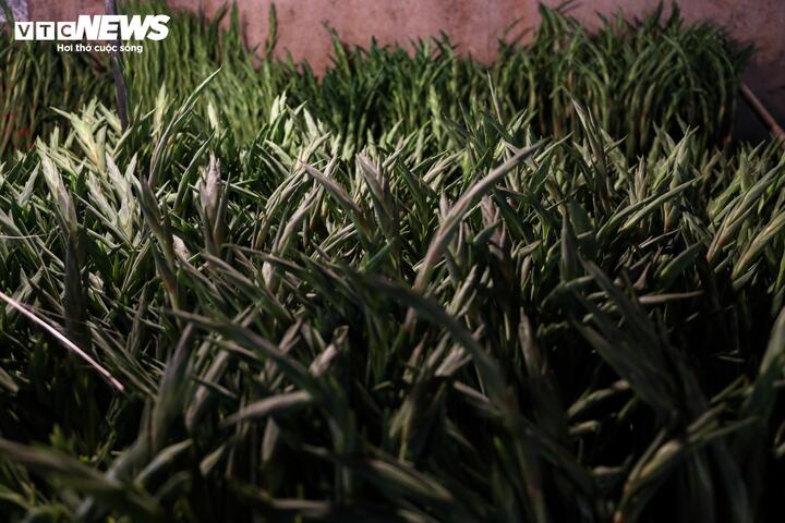 Biển người đi sắm Tết, chợ hoa lớn nhất miền Bắc tấp nập suốt đêm - Ảnh 9