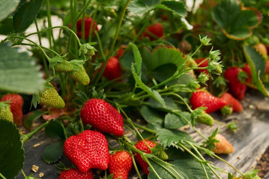 4 loại cây nên trồng tại ban công trong năm Bính Ngọ tăng vượng khí, giúp trường thọ - Ảnh 2