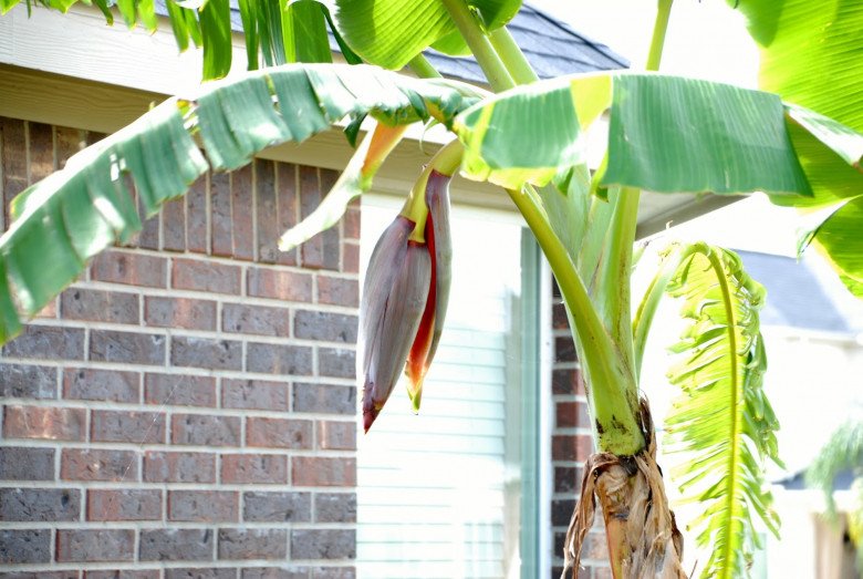 3 loại cây nên tránh trồng trước nhà năm Bính Ngọ - Ảnh 1