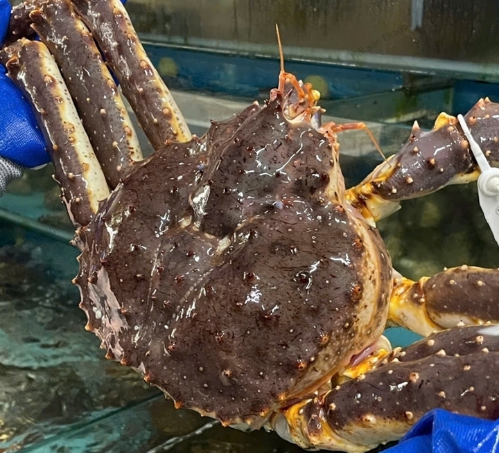 Những thú chơi xa xỉ ngày Tết của đại gia Việt - Ảnh 6