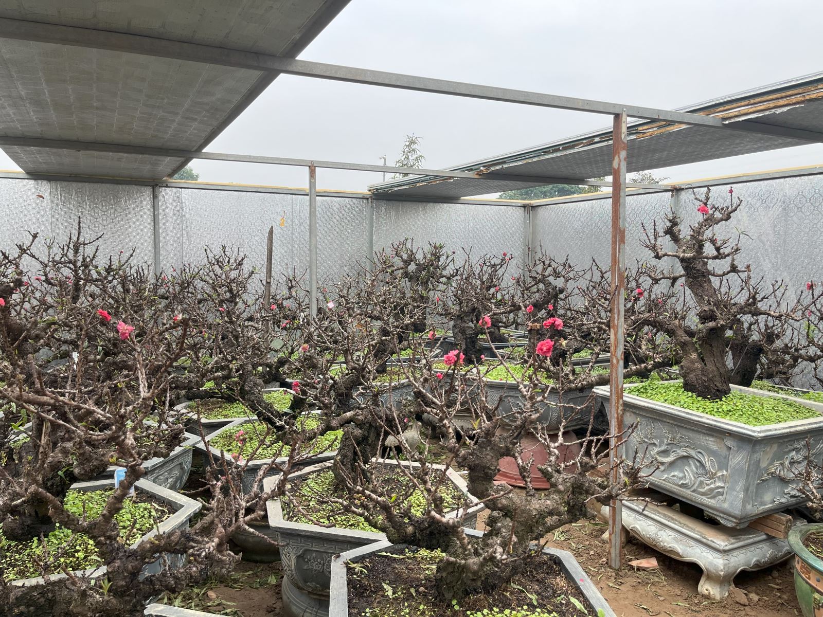 Việt Nam có "vua đào Tết" cực quý hiếm: Không phải đào huyền, đào chuông, được ví như sản vật tiến Vua - Ảnh 2