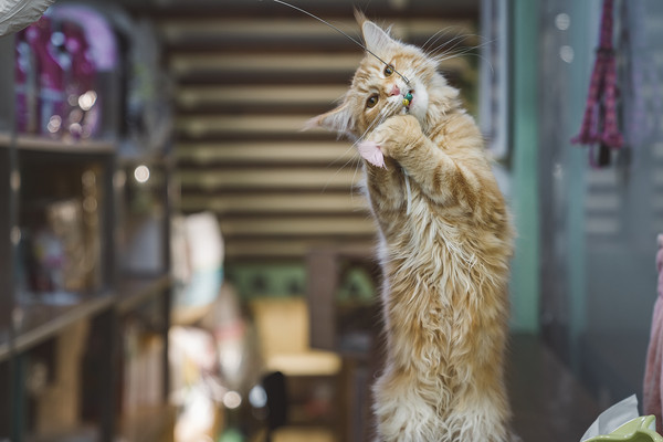 Người đàn ông kiếm được 565 triệu đồng nhờ cho mèo của người khác ăn mấy ngày Tết - Ảnh 1