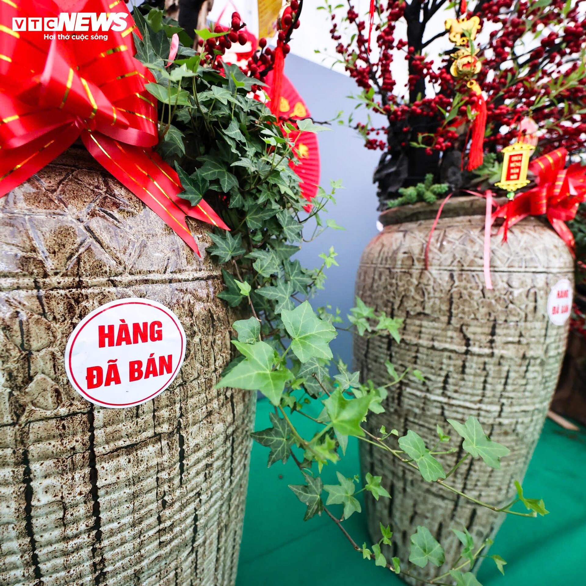 Đào đông khoe sắc đỏ rực đón Tết, giá lên đến vài trăm triệu đồng - Ảnh 10