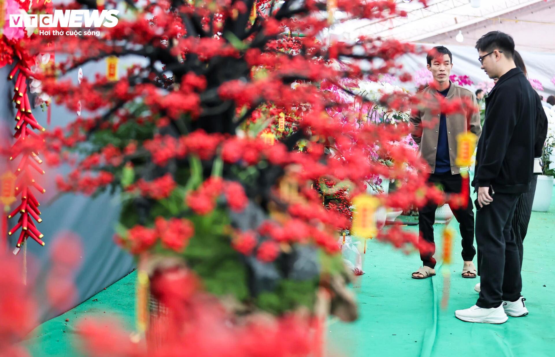 Đào đông khoe sắc đỏ rực đón Tết, giá lên đến vài trăm triệu đồng - Ảnh 8