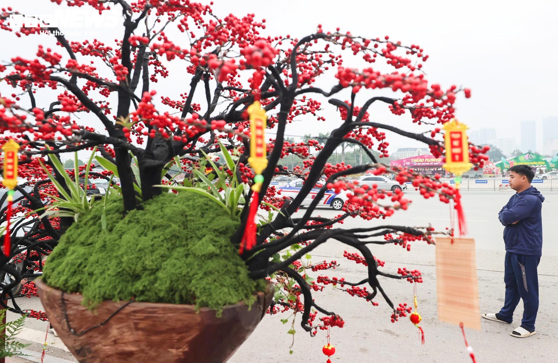 Đào đông khoe sắc đỏ rực đón Tết, giá lên đến vài trăm triệu đồng - Ảnh 9