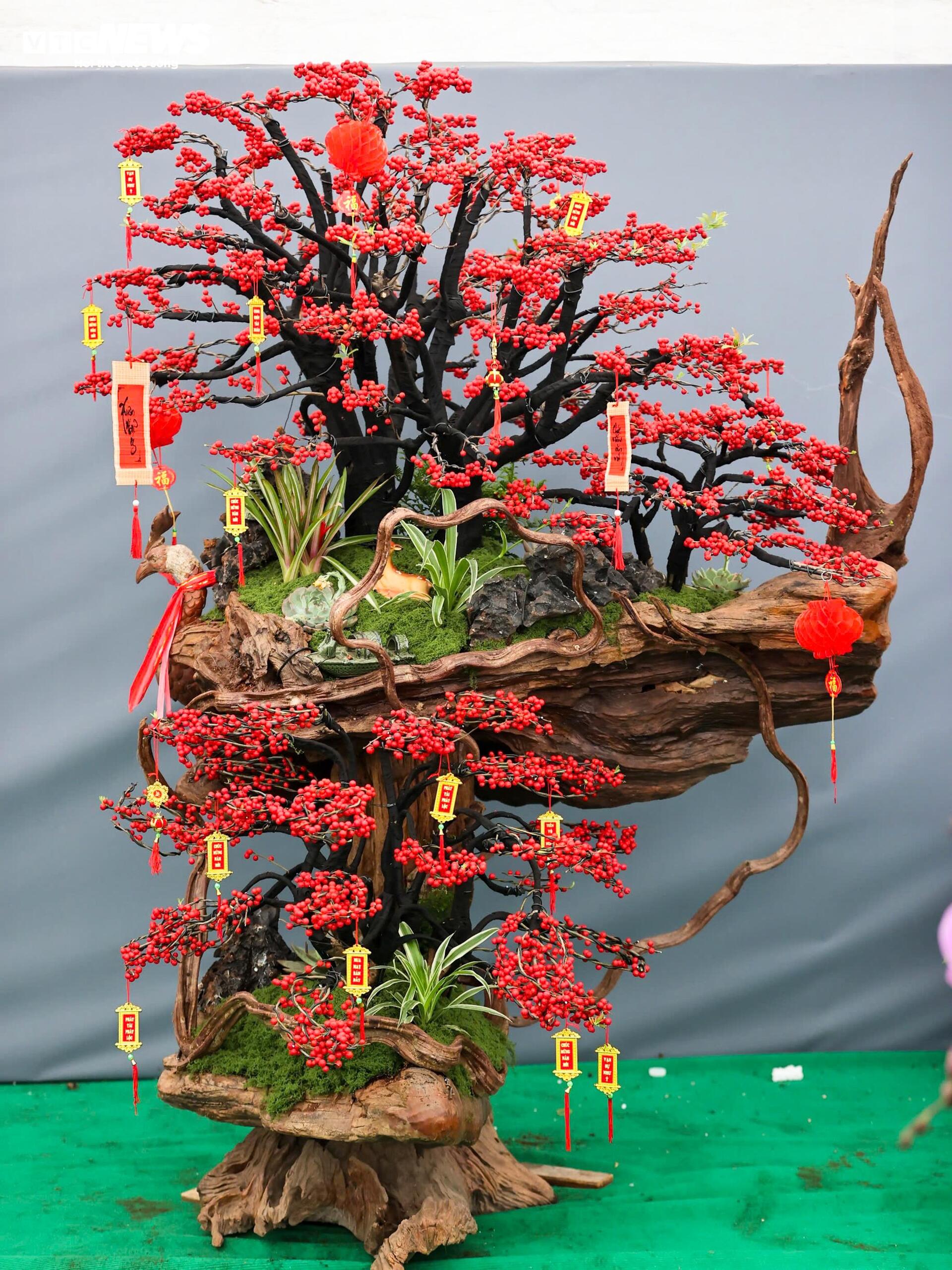 Đào đông khoe sắc đỏ rực đón Tết, giá lên đến vài trăm triệu đồng - Ảnh 13