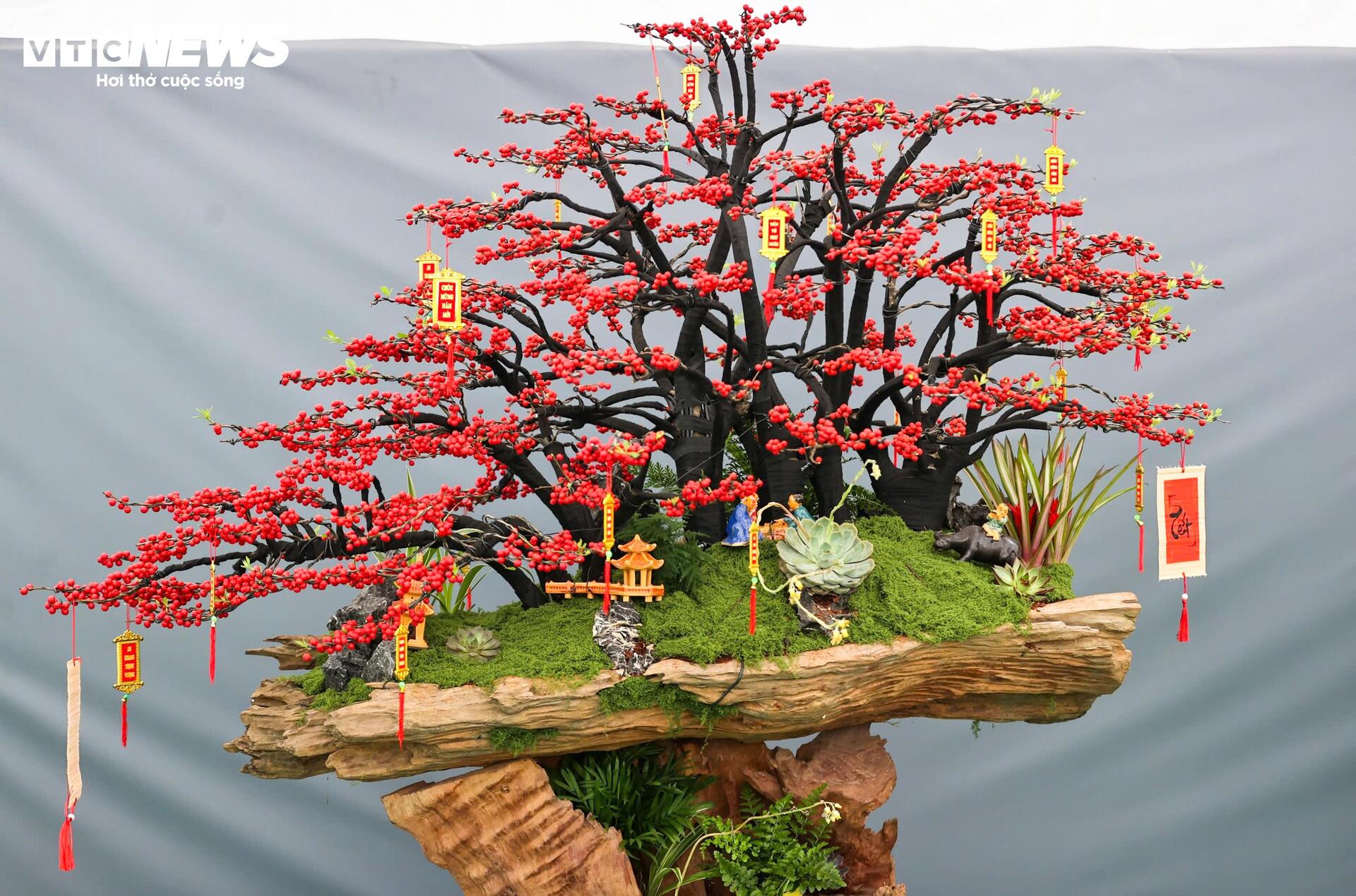 Đào đông khoe sắc đỏ rực đón Tết, giá lên đến vài trăm triệu đồng - Ảnh 14