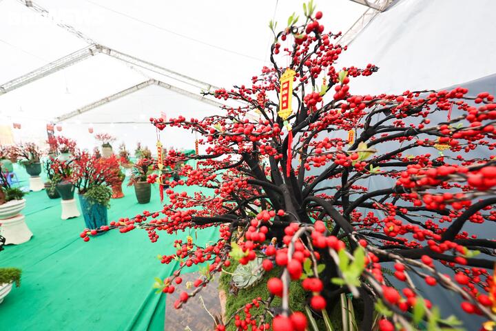 Đào đông khoe sắc đỏ rực đón Tết, giá lên đến vài trăm triệu đồng - Ảnh 15