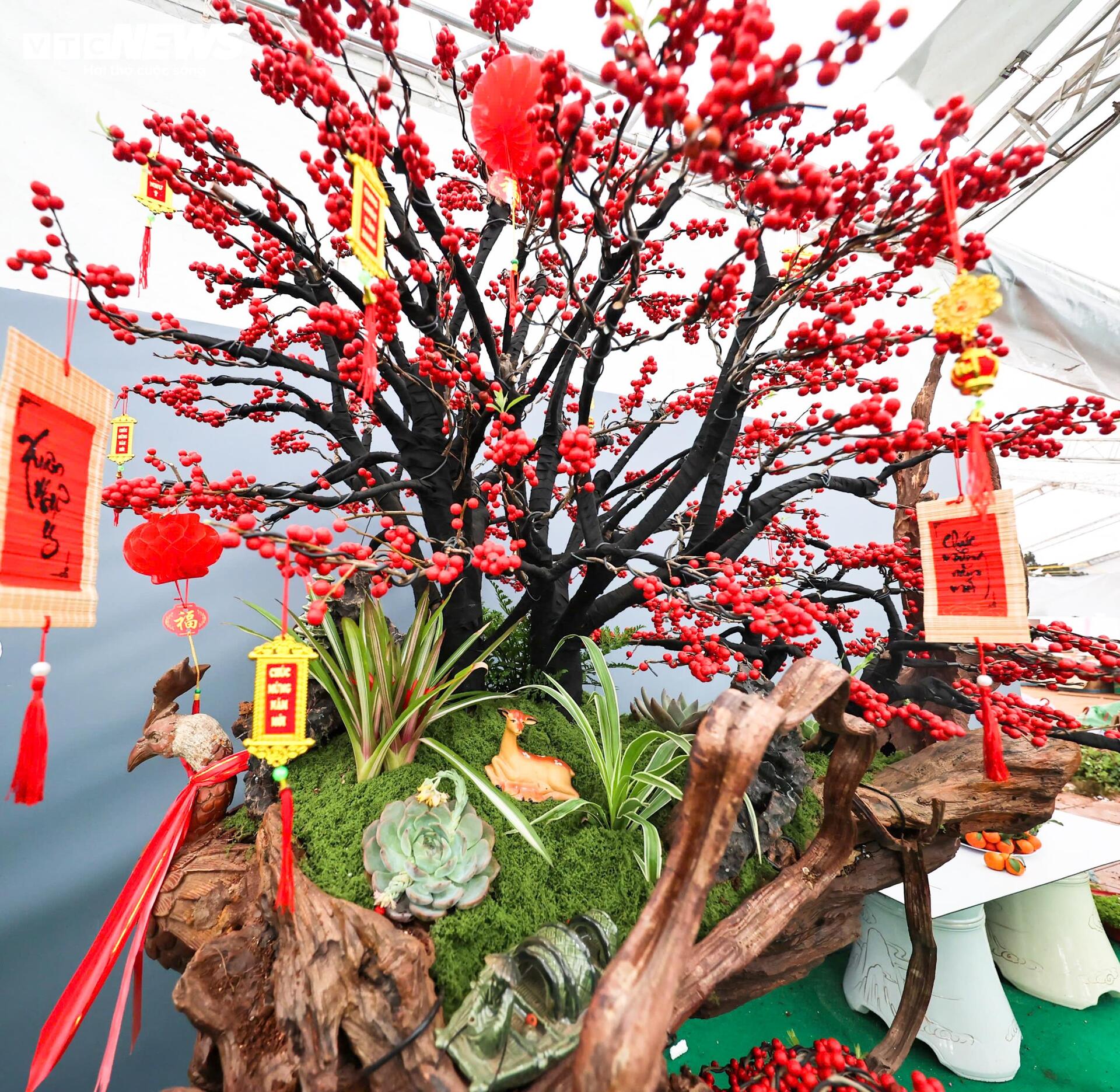 Đào đông khoe sắc đỏ rực đón Tết, giá lên đến vài trăm triệu đồng - Ảnh 2