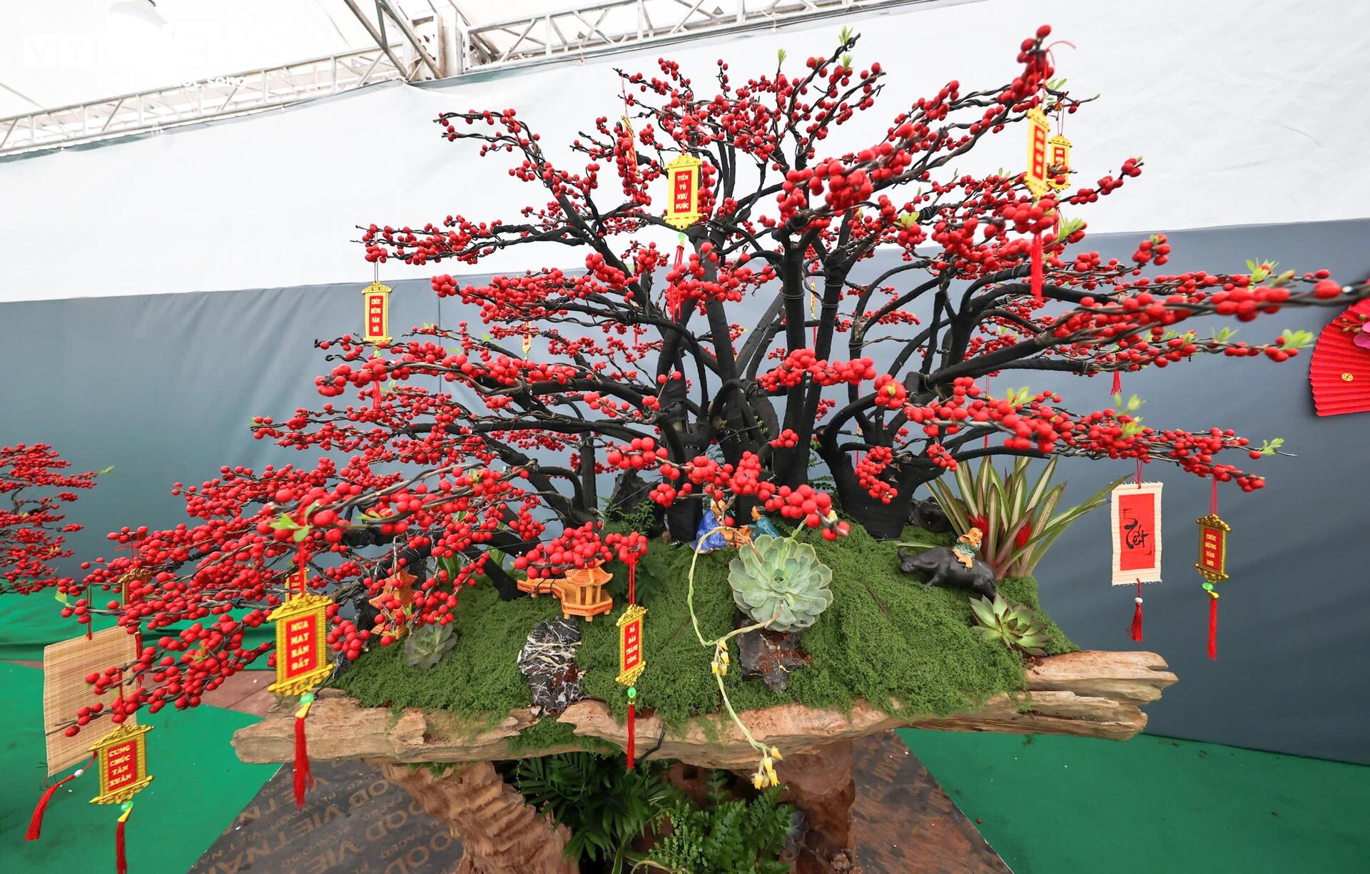 Đào đông khoe sắc đỏ rực đón Tết, giá lên đến vài trăm triệu đồng - Ảnh 3