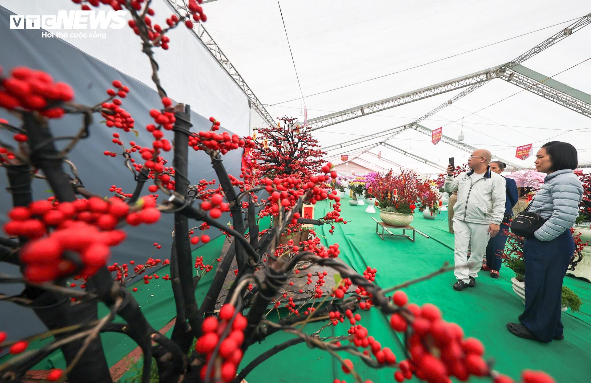 Đào đông khoe sắc đỏ rực đón Tết, giá lên đến vài trăm triệu đồng - Ảnh 4