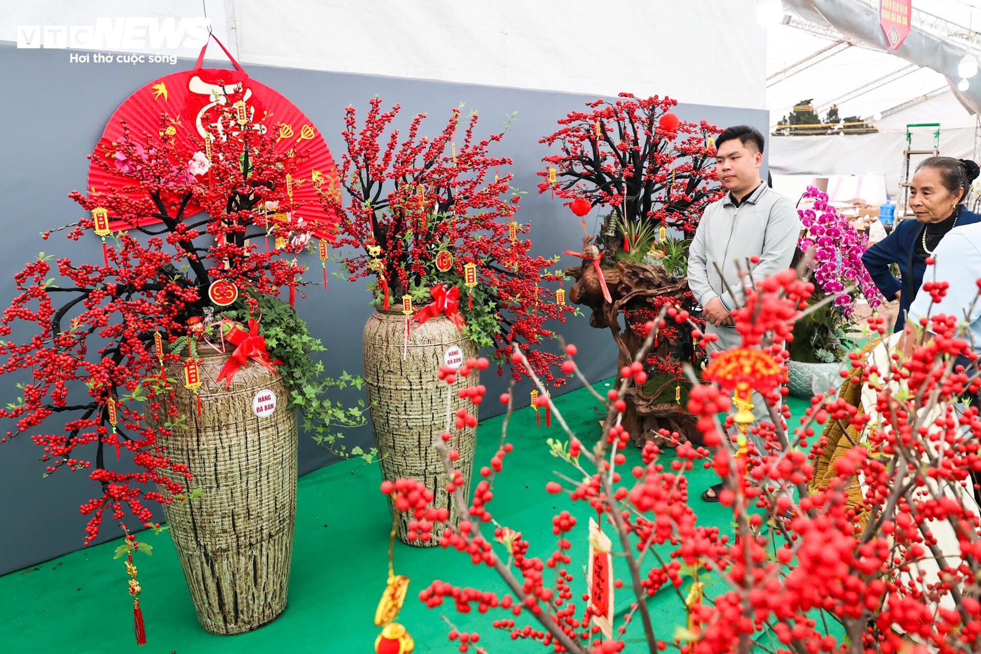 Đào đông khoe sắc đỏ rực đón Tết, giá lên đến vài trăm triệu đồng - Ảnh 11