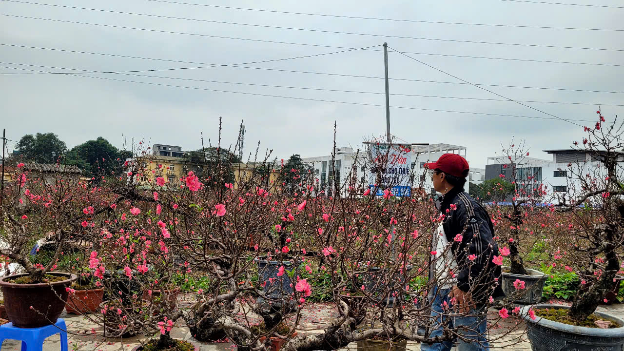 Hoa đào Tết nở sớm, người bán ngóng khách từng ngày - Ảnh 5