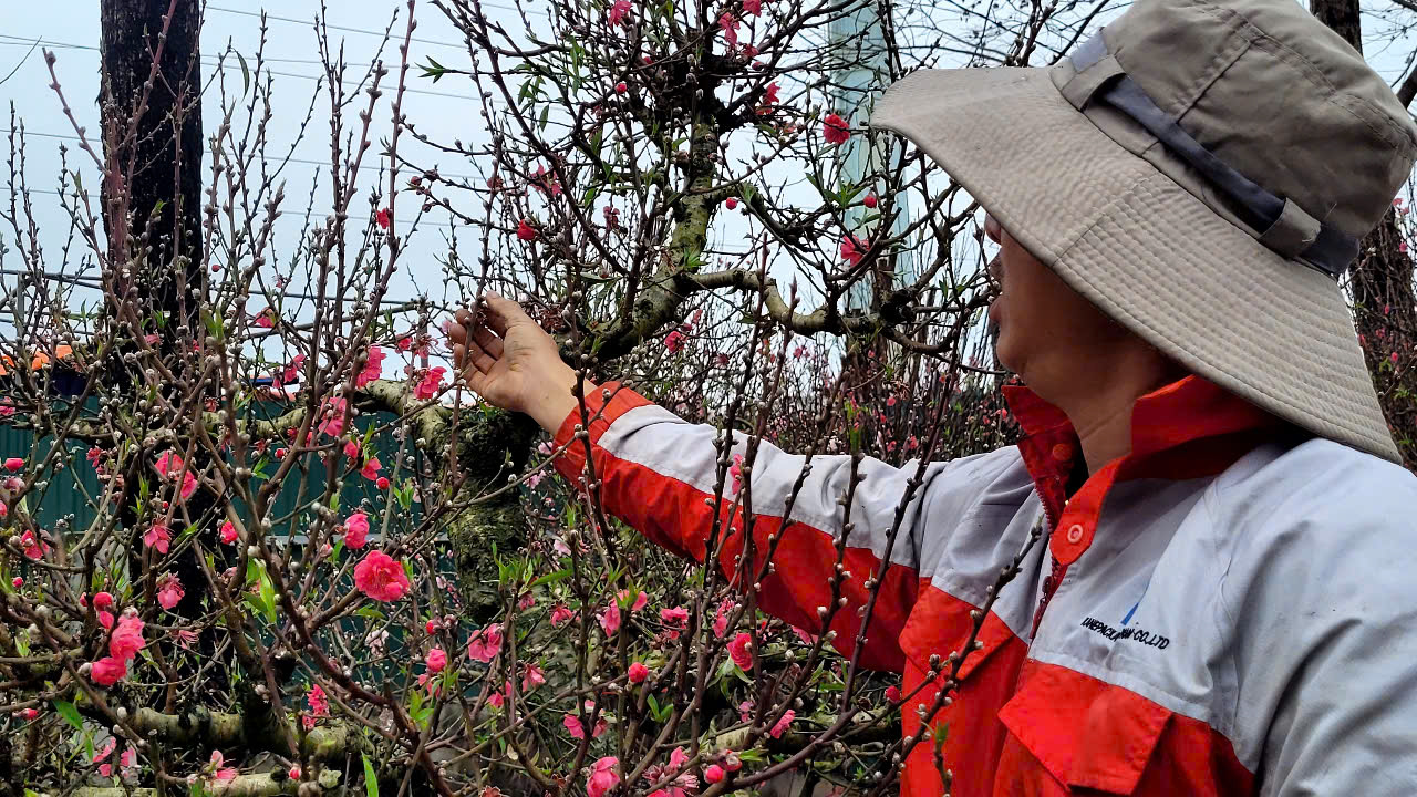 Hoa đào Tết nở sớm, người bán ngóng khách từng ngày - Ảnh 1