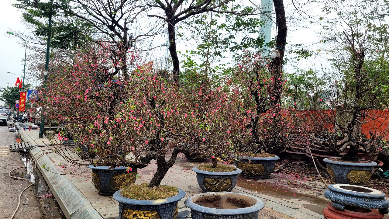 Hoa đào Tết nở sớm, người bán ngóng khách từng ngày - Ảnh 4