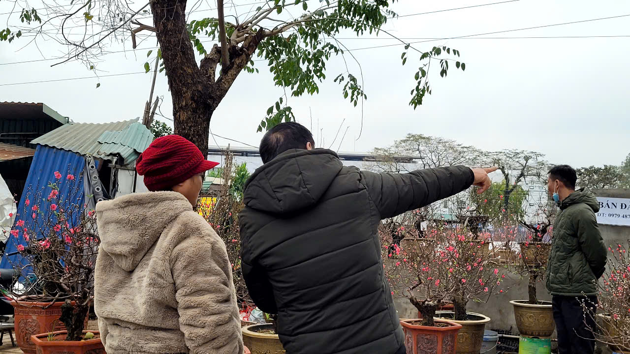 Hoa đào Tết nở sớm, người bán ngóng khách từng ngày - Ảnh 3