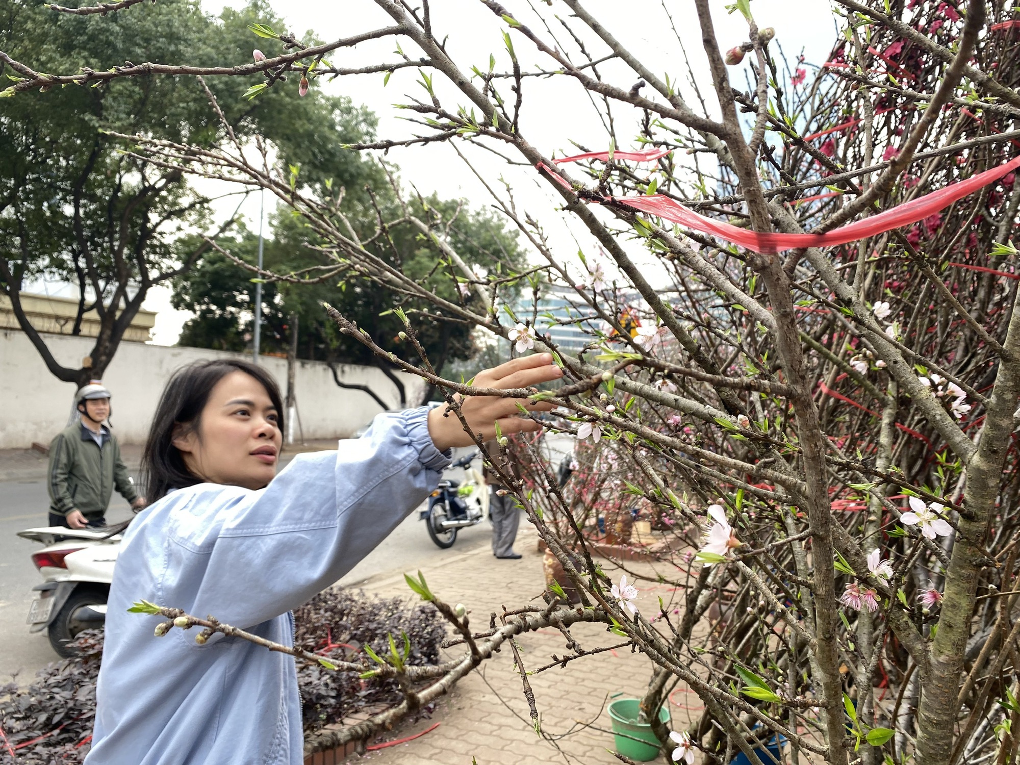 Hoa đào Tết nở sớm, người bán ngóng khách từng ngày - Ảnh 2