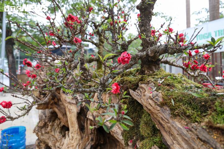 Độc lạ cặp đào thất thốn leo gỗ hoàng đàn giá gần 1 tỷ đồng - Ảnh 7