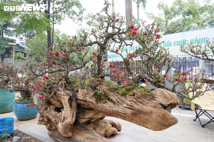 Độc lạ cặp đào thất thốn leo gỗ hoàng đàn giá gần 1 tỷ đồng - Ảnh 2