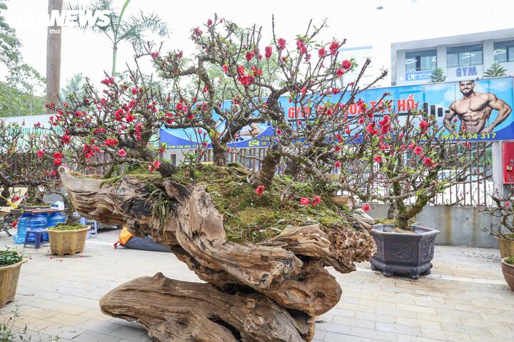 Độc lạ cặp đào thất thốn leo gỗ hoàng đàn giá gần 1 tỷ đồng - Ảnh 3