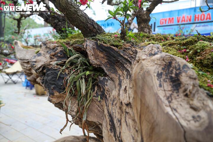 Độc lạ cặp đào thất thốn leo gỗ hoàng đàn giá gần 1 tỷ đồng - Ảnh 5